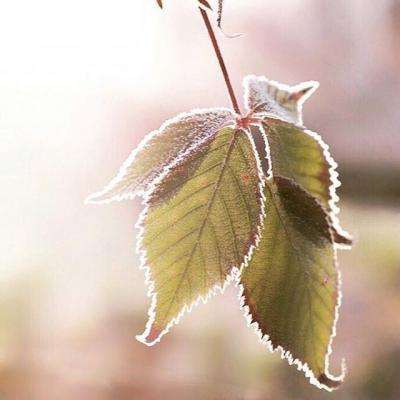 开元棋脾官方网站